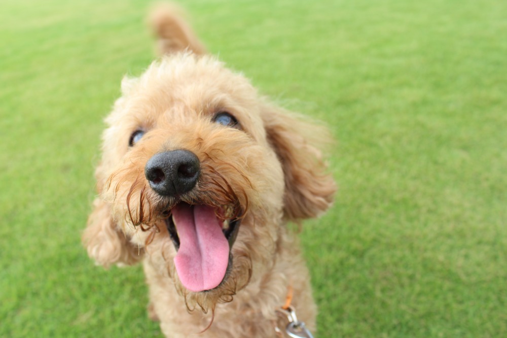 「犬の十戒」とは